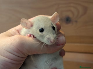 Rat rodents - Advert 12