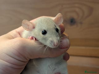 Rat rodents Dwarf & standard rats - Advert 6