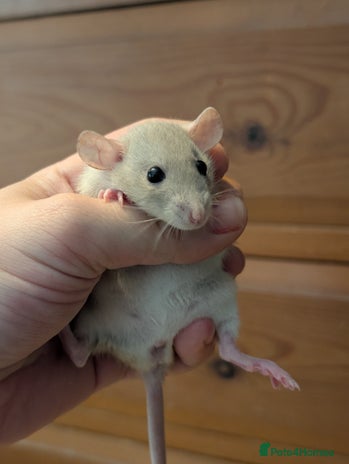 Rat rodents - Advert 9