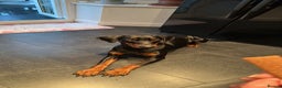 Dobermann dogs for sale: Zeena.   Doberman  - Advert 4