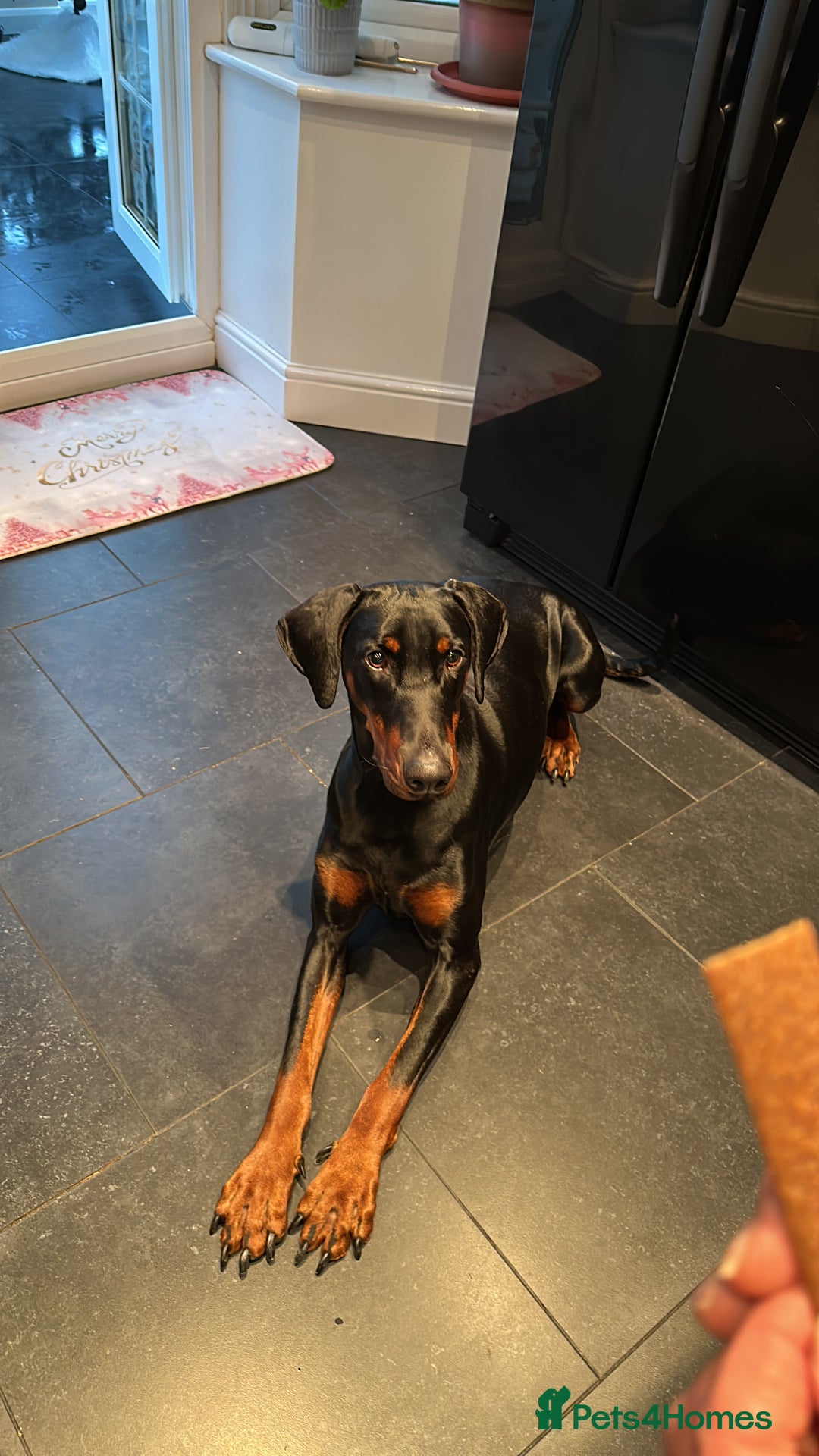 Dobermann dogs for sale: Zeena.   Doberman  - Advert 4