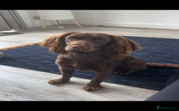 Cockapoo dogs for sale: F1 COCKAPOO  - Image 13