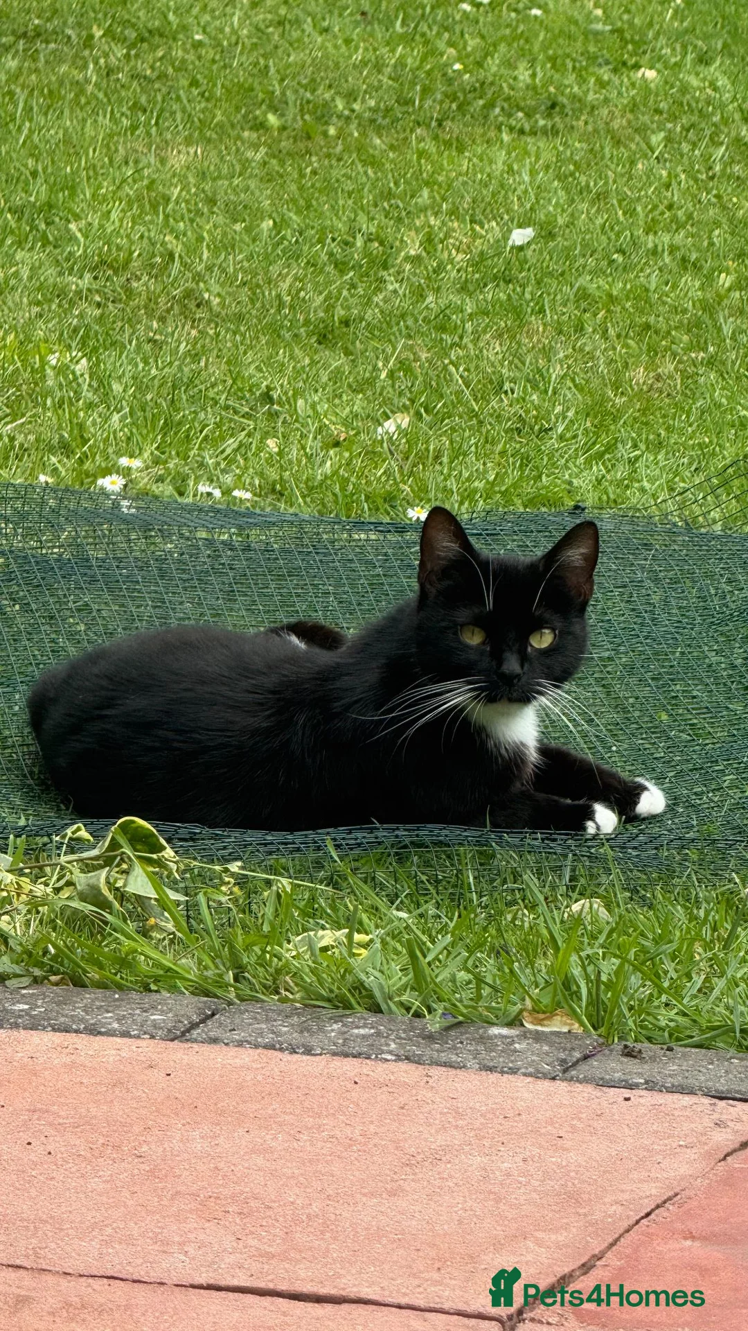 Mixed Breed cats for sale: 1 Male tuxedo kitten remaining - Advert 2