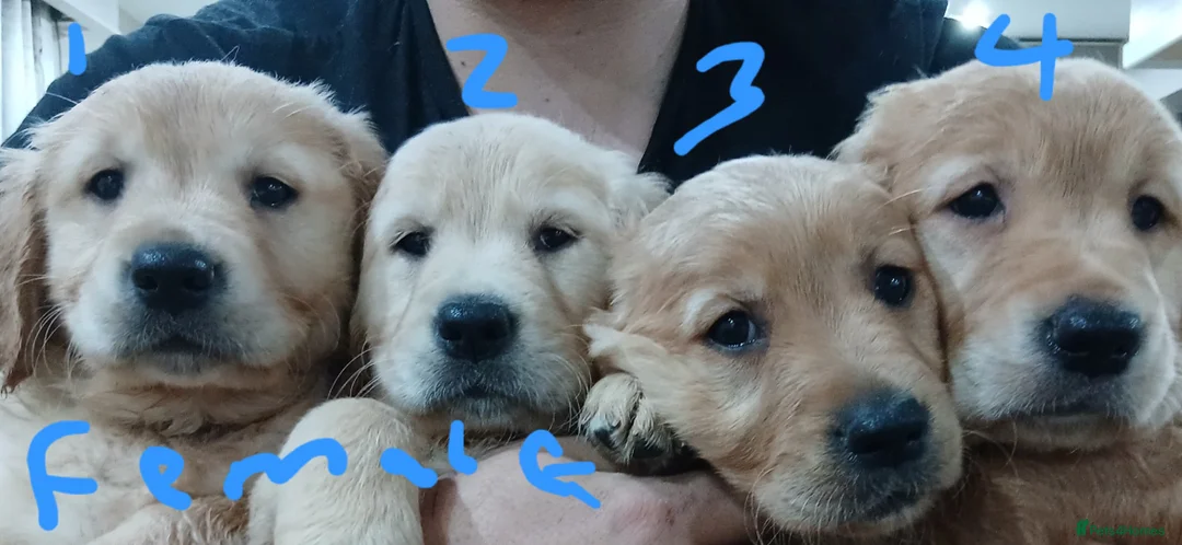 Golden Retriever dogs for sale: Chunky KC registered golden retrievers  - Advert 5