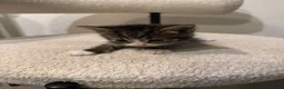 British Shorthair cats for sale: Kittens – Domestic Shorthair - Advert 22
