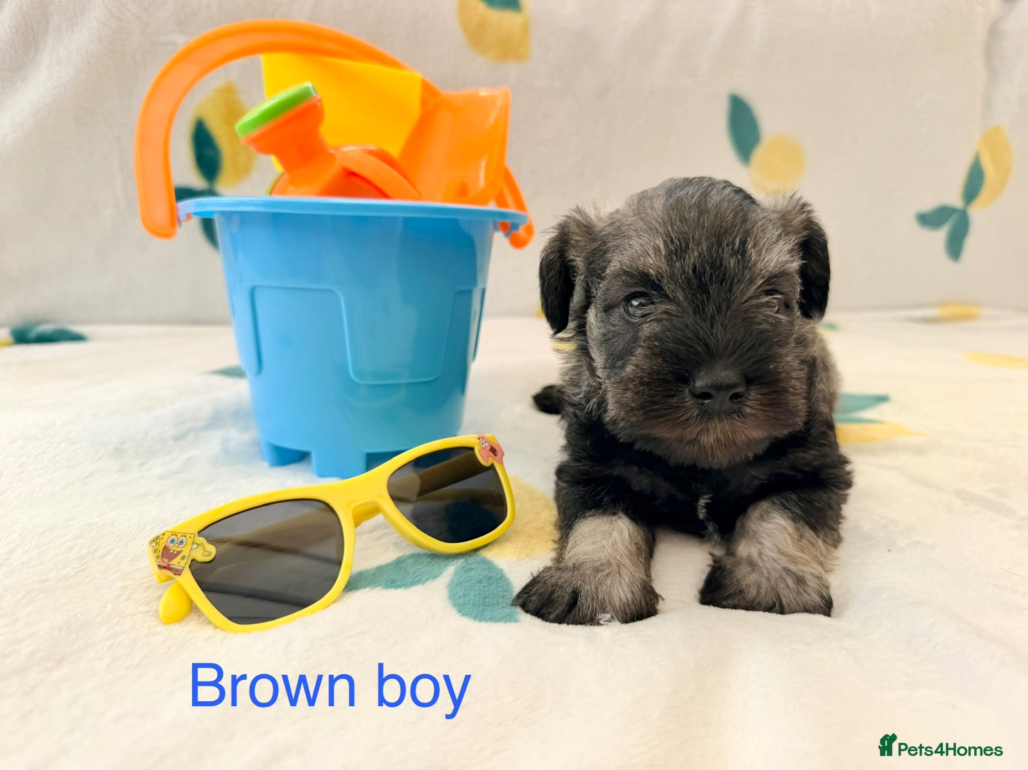 Miniature Schnauzer dogs 5th generation KC miniature schnauzer puppies  - Advert 1