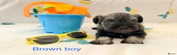 Miniature Schnauzer dogs for sale: 5th generation KC miniature schnauzer puppies  - Advert 1