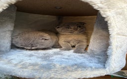 Scottish Fold cats for sale: Lovely Scottish fold kitties🥰 - Image 6