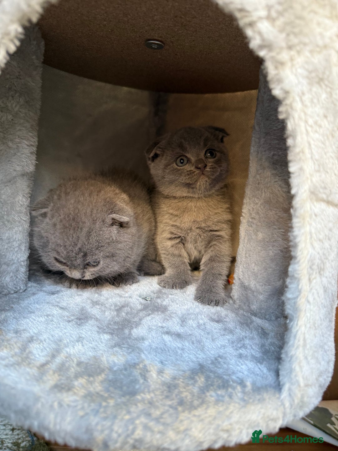 Scottish Fold cats for sale: Lovely Scottish fold kitties🥰 - Image 6