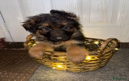 German Shepherd dogs for sale: Gorgeous 10 GSD Puppies Looking For Their Homes - Image 15