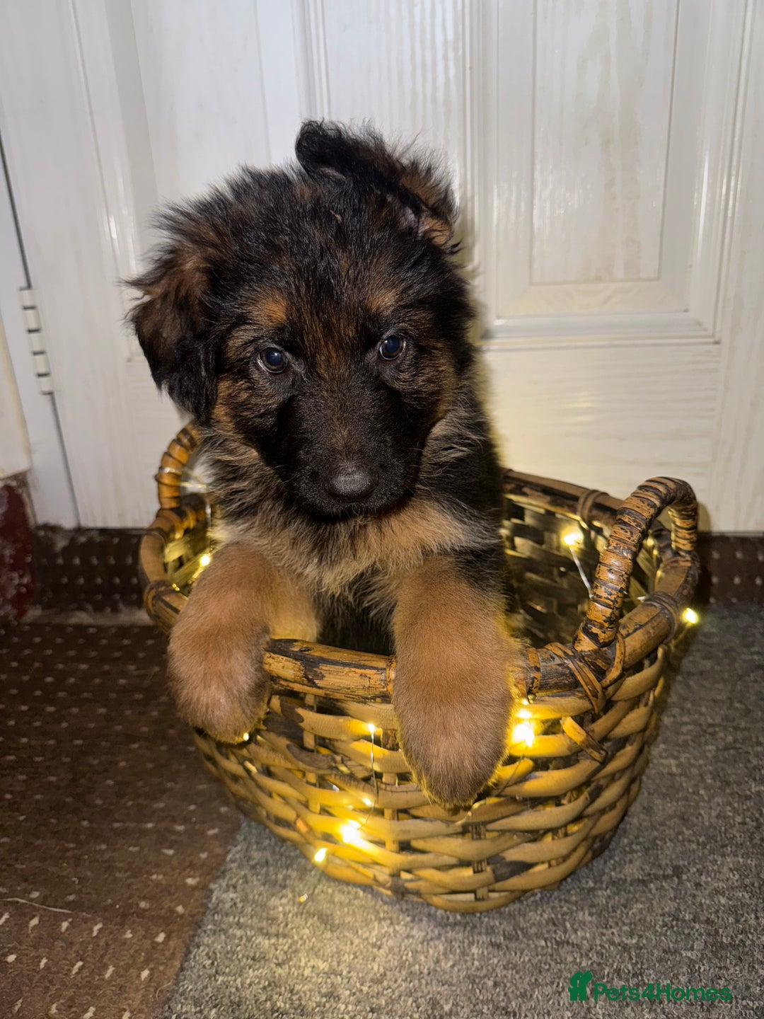 German Shepherd dogs for sale: Gorgeous 10 GSD Puppies Looking For Their Homes - Image 15