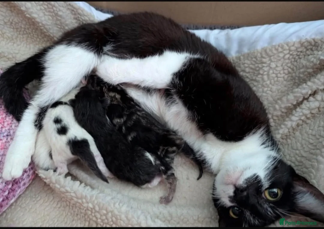 Mixed Breed cats for sale: Adorable kittens  - Advert 3