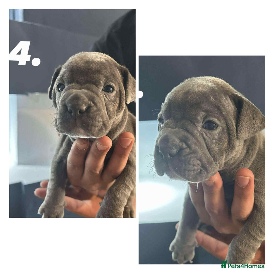 Mixed Breed dogs for sale: French Buldog in Liverpool - Image 18