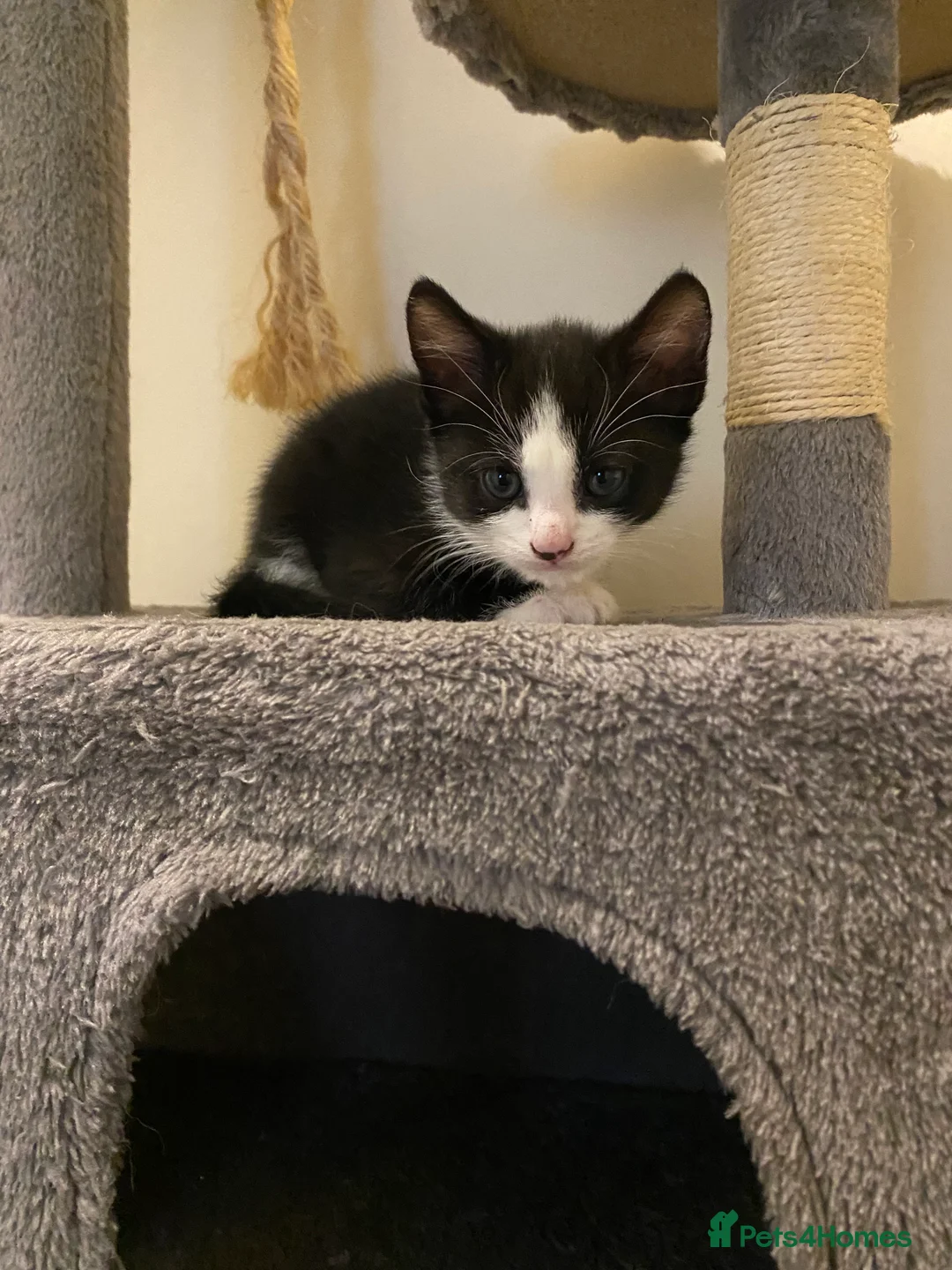 Mixed Breed cats for sale: 3 male kittens  - Advert 3