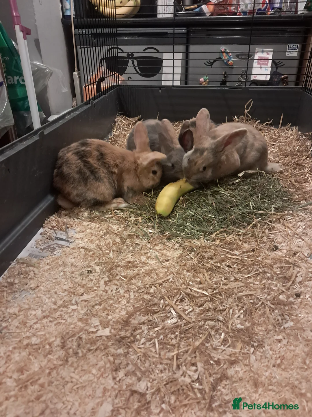 Mixed Breed rabbits for sale: Gorgeous lop x bunnies available  - Advert 3