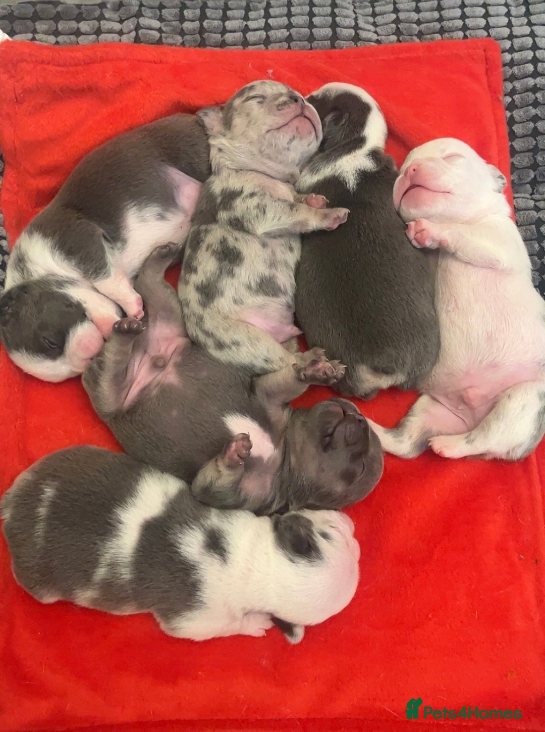 French Bulldog dogs for sale: 4 Panel Health Tested Parents  - Advert 2