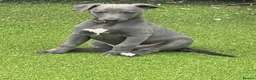 Whippet dogs for sale: Whippets  - Advert 29