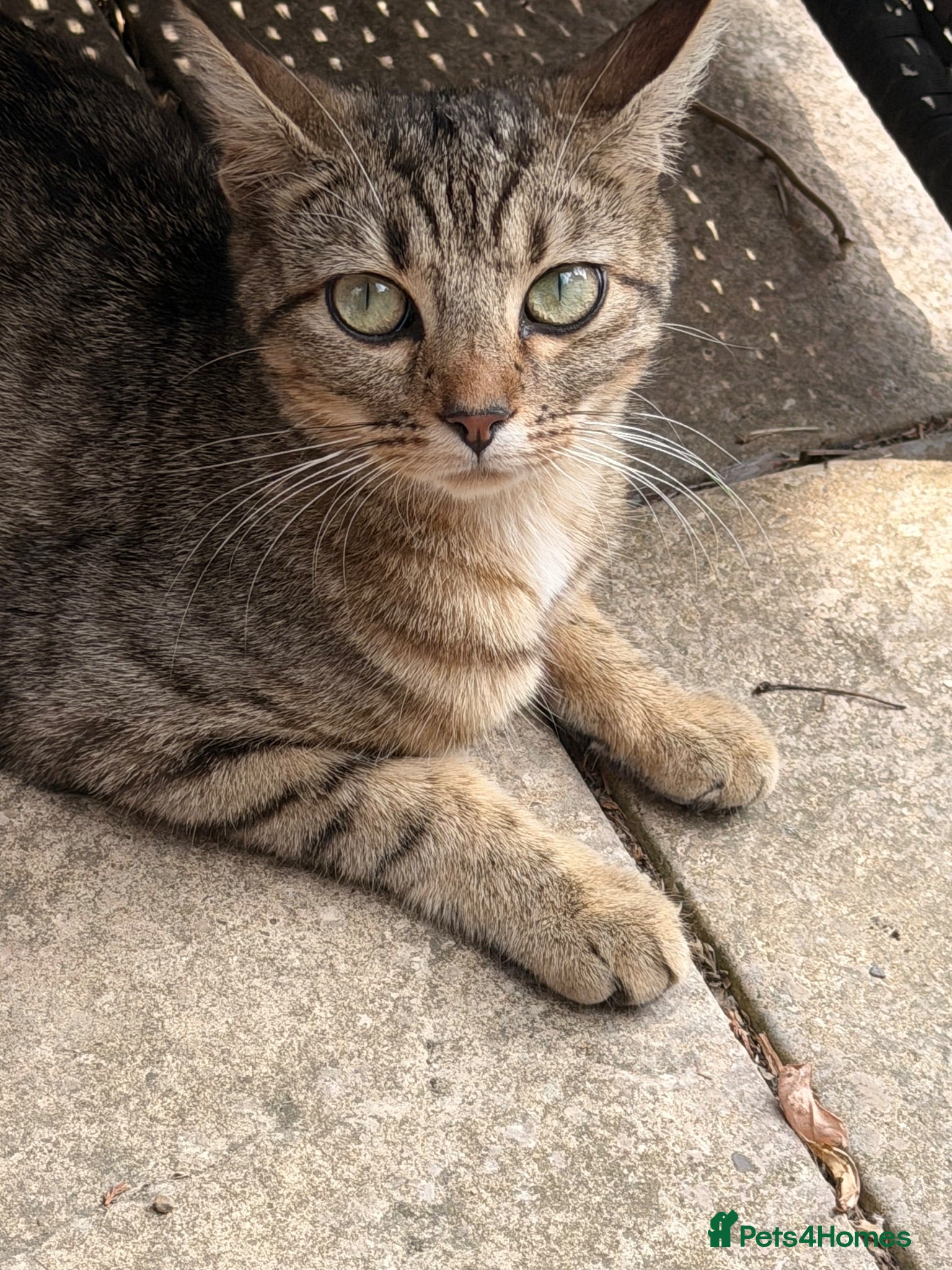 Egyptian Mau cats 3 Beautiful Male kittens - Advert 4