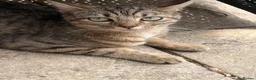 Egyptian Mau cats for sale: 3 Beautiful Male kittens in Sittingbourne - Advert 1