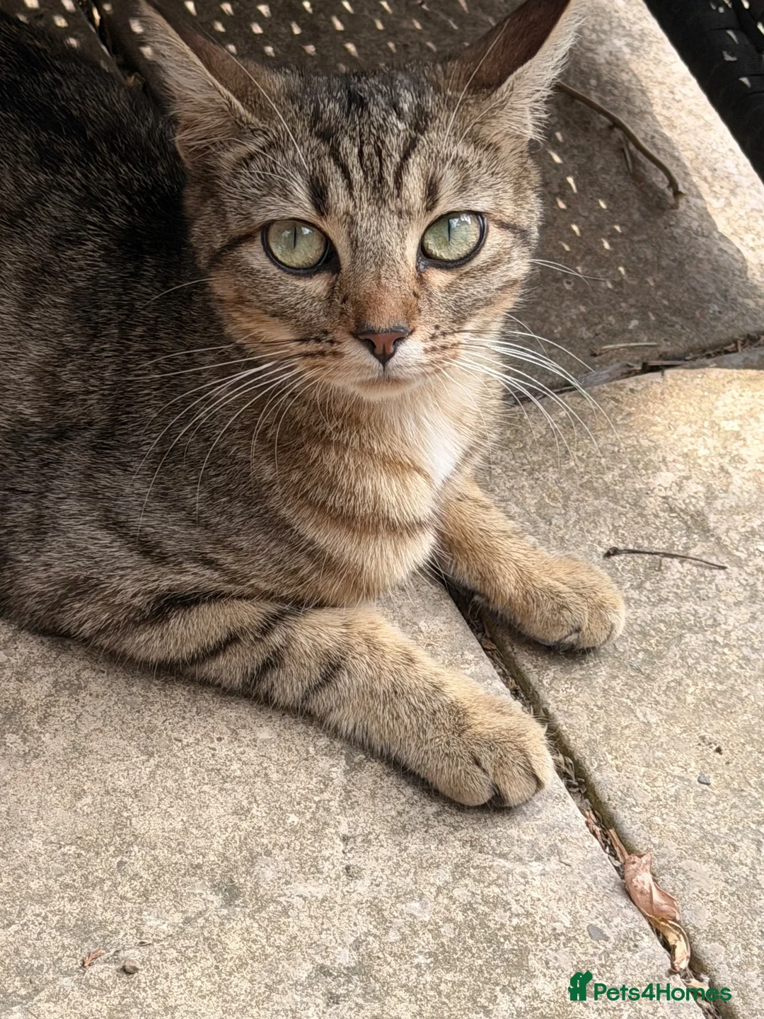 Egyptian Mau cats for sale: 3 Beautiful Male kittens in Sittingbourne - Advert 1