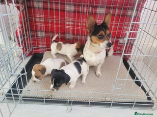 Mixed Breed dogs for sale: Jack Russell 3/4 1/4 chihuahua - Advert 1