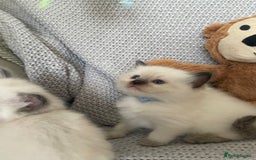 Ragdoll cats for sale: GCCF Ragdoll Kittens - Image 18