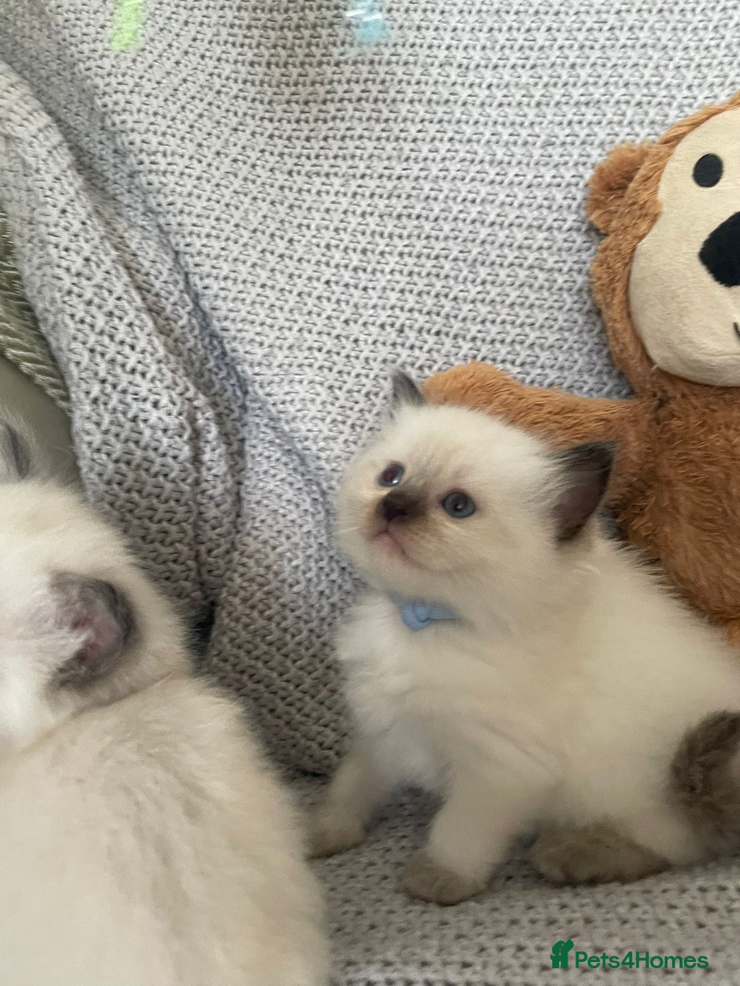 Ragdoll cats for sale: GCCF Ragdoll Kittens - Image 18