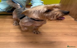 Yorkshire Terrier dogs for stud: Yorkshire terrier  - Image 2