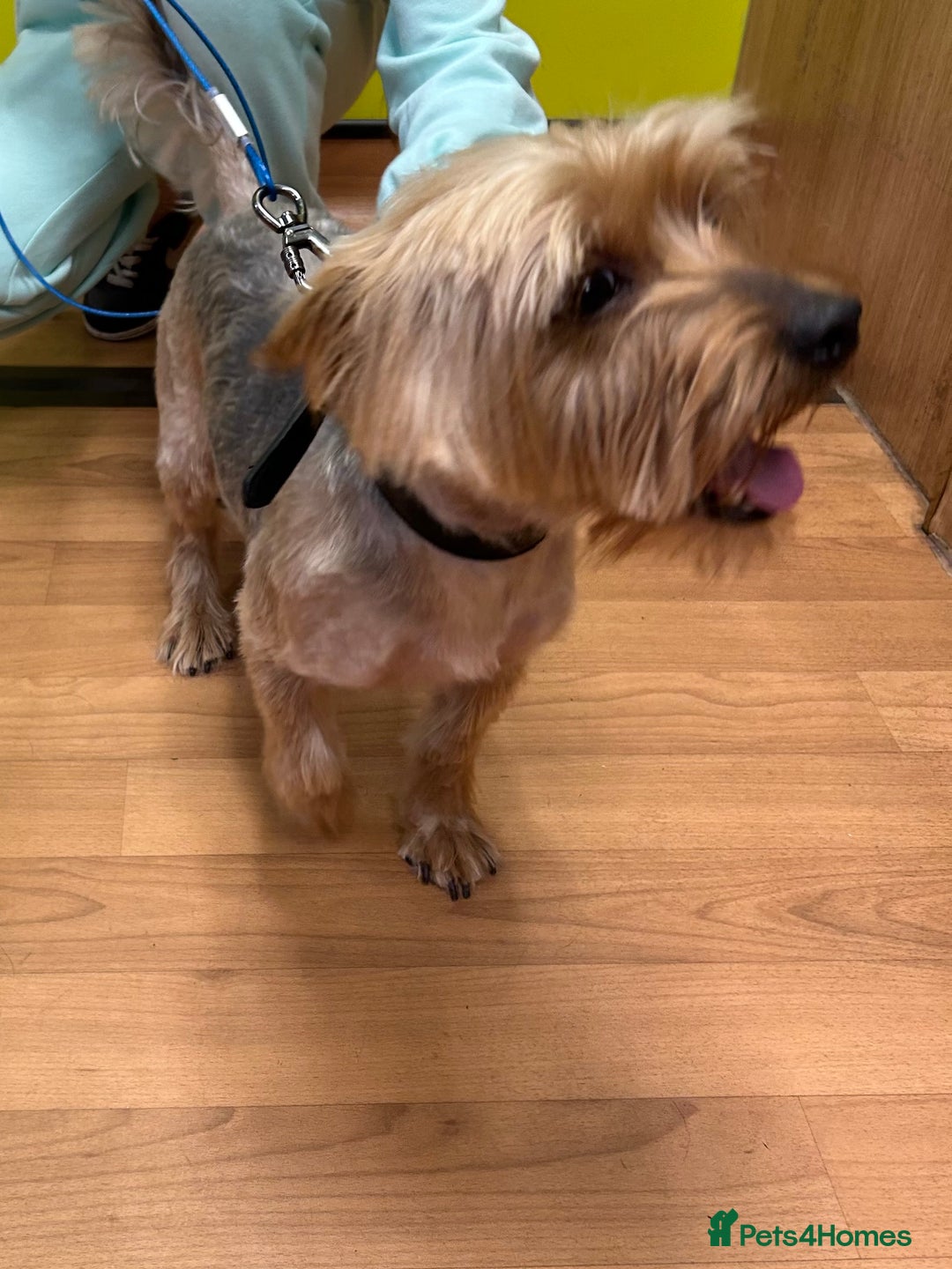 Yorkshire Terrier dogs for stud: Yorkshire terrier  - Image 2