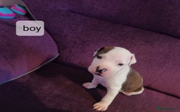 Staffordshire Bull Terrier dogs for sale: Puppi Staffordshire Bull terrier,white verry rare - Image 12