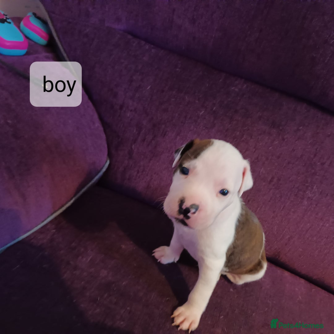 Staffordshire Bull Terrier dogs for sale: Puppi Staffordshire Bull terrier,white verry rare - Image 12