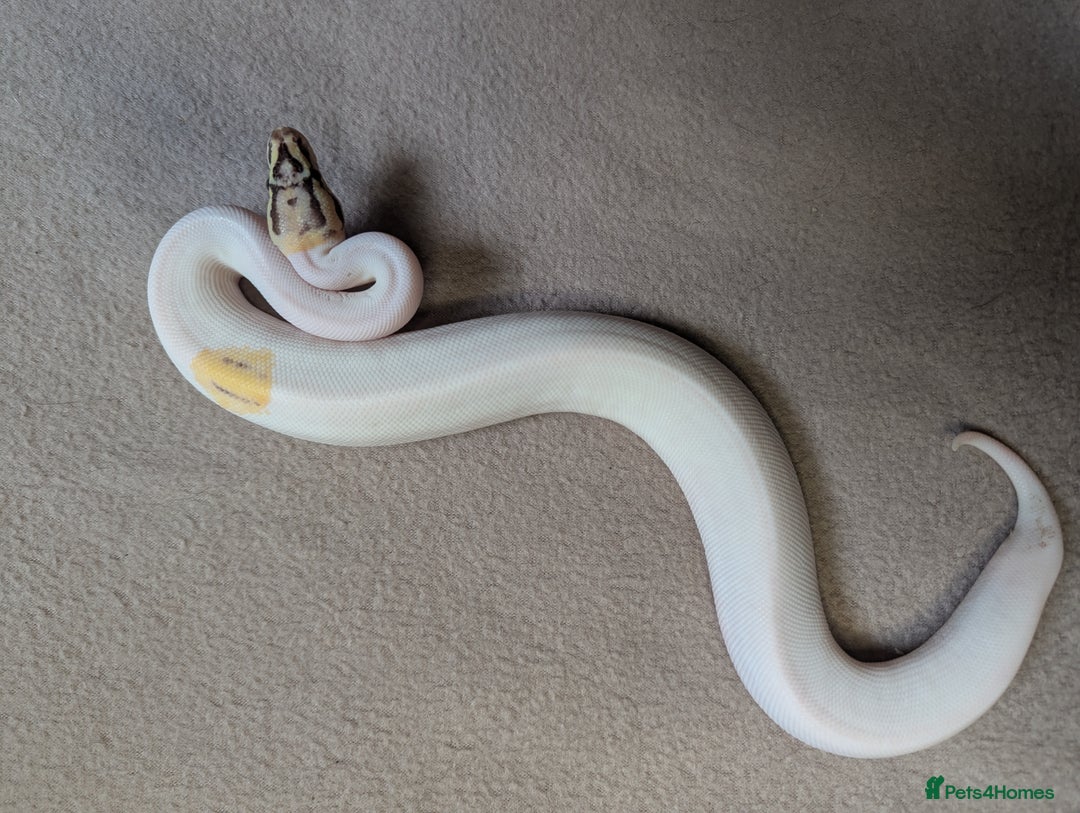 Python Snake reptiles for sale: 2025 Royal Python Hatchlings  - Advert 16