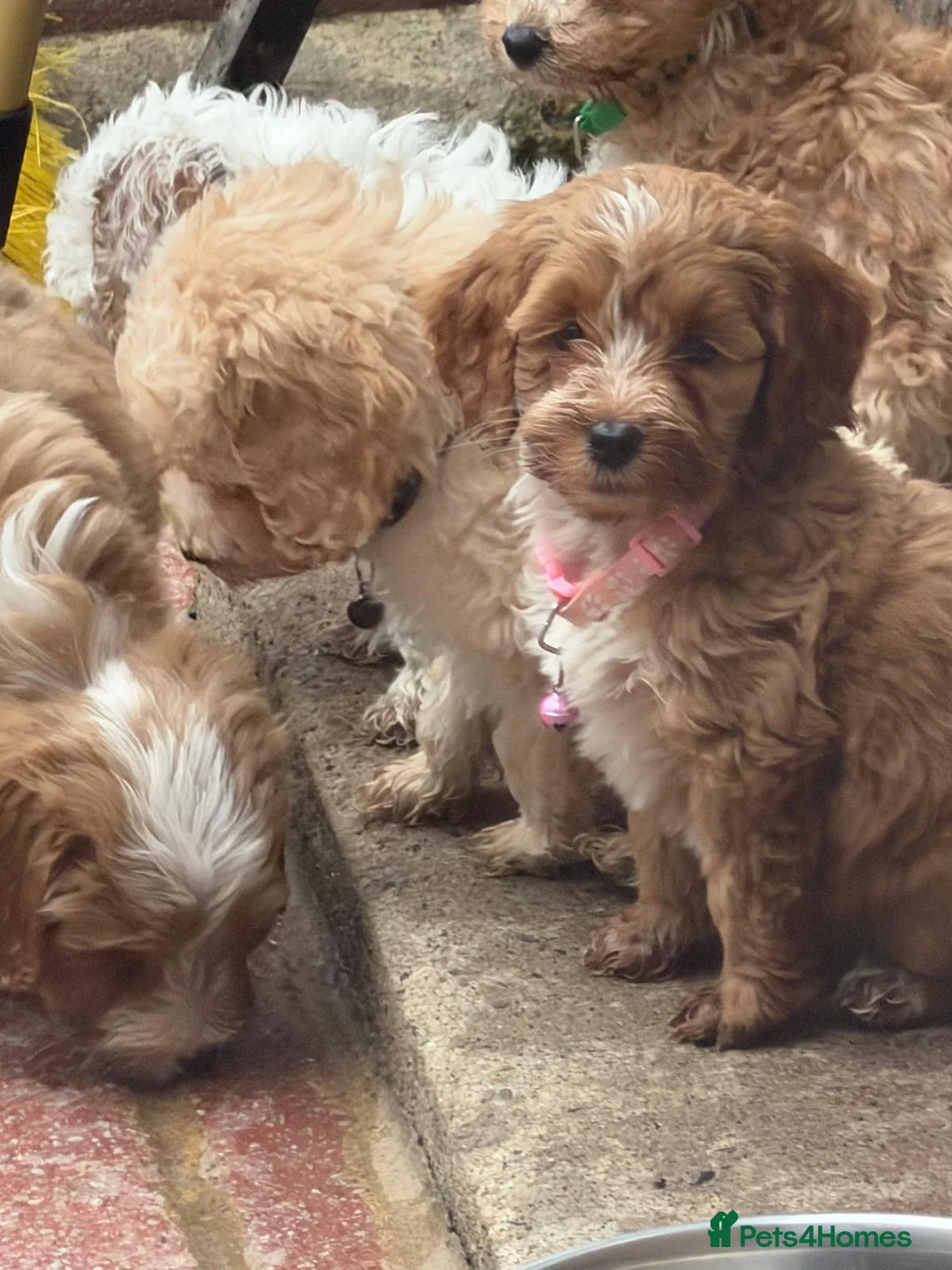 Cockapoo dogs for sale: F1b mini cockapoos  in Crook - Advert 2