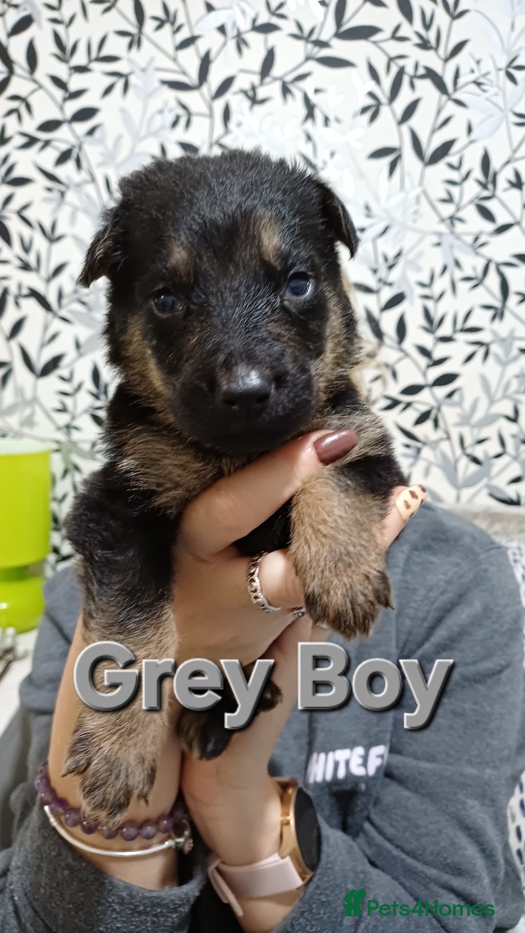 German Shepherd dogs for sale: German Shepherd Puppies - Advert 7