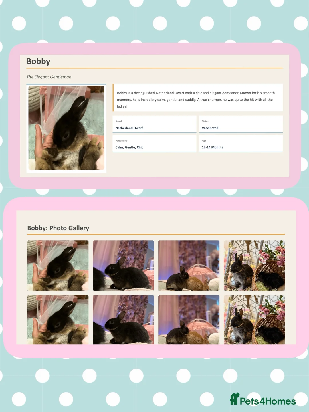 Netherland Dwarf rabbits for sale: Young Netherland dwarf Urgent need of rehoming  in Camberley - Advert 2