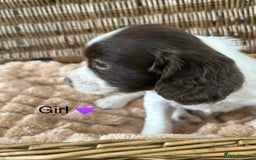 English Springer Spaniel dogs for sale: kc registered springer spaniel pups  - Image 5