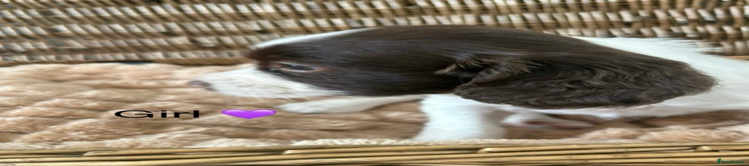 English Springer Spaniel Puppy 6