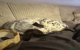 Mixed Breed dogs for sale: Male Dalmatian / husky dog  - Image 7