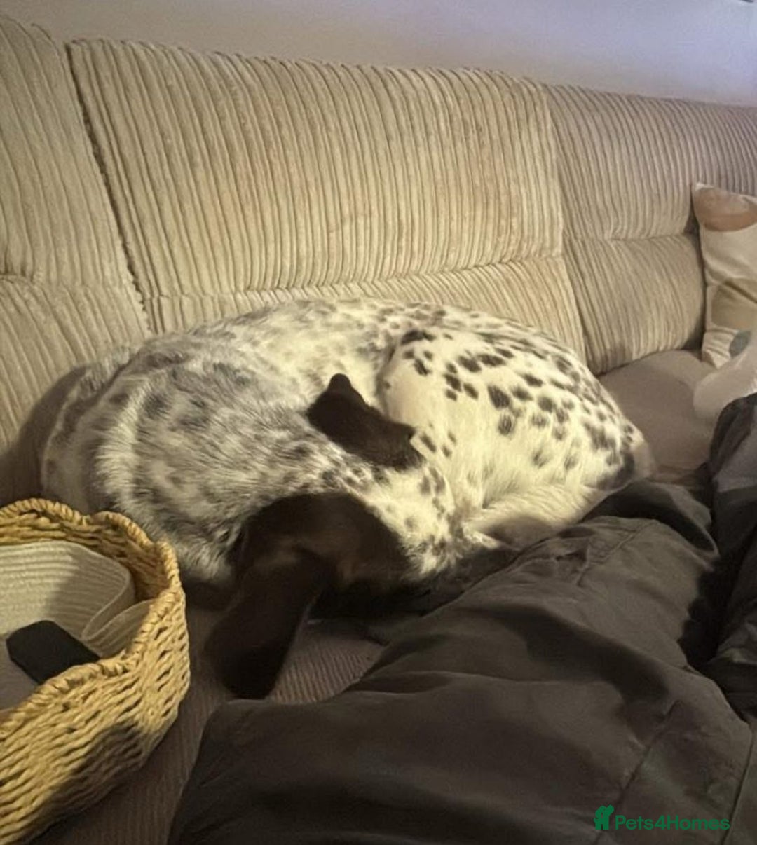 Mixed Breed dogs for sale: Male Dalmatian / husky dog  - Image 7
