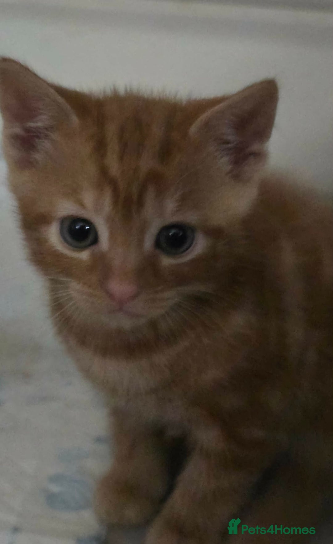 Domestic Shorthair cats for sale: Kittens  - Advert 4