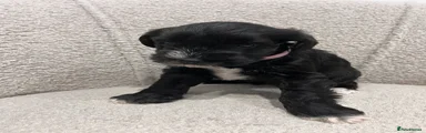 Miniature Schnauzer Puppy 3