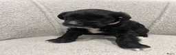 Miniature Schnauzer dogs for sale: Stunning KC reg black miniature schnauzer puppies - Advert 25