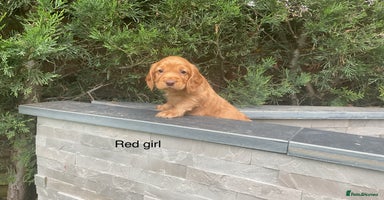 Cocker Spaniel dogs - Advert 6