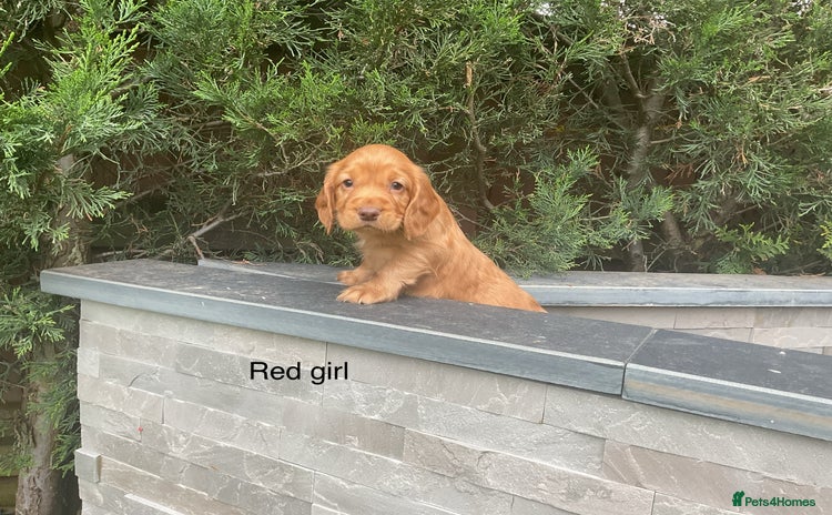 Cocker Spaniel dogs - Advert 2
