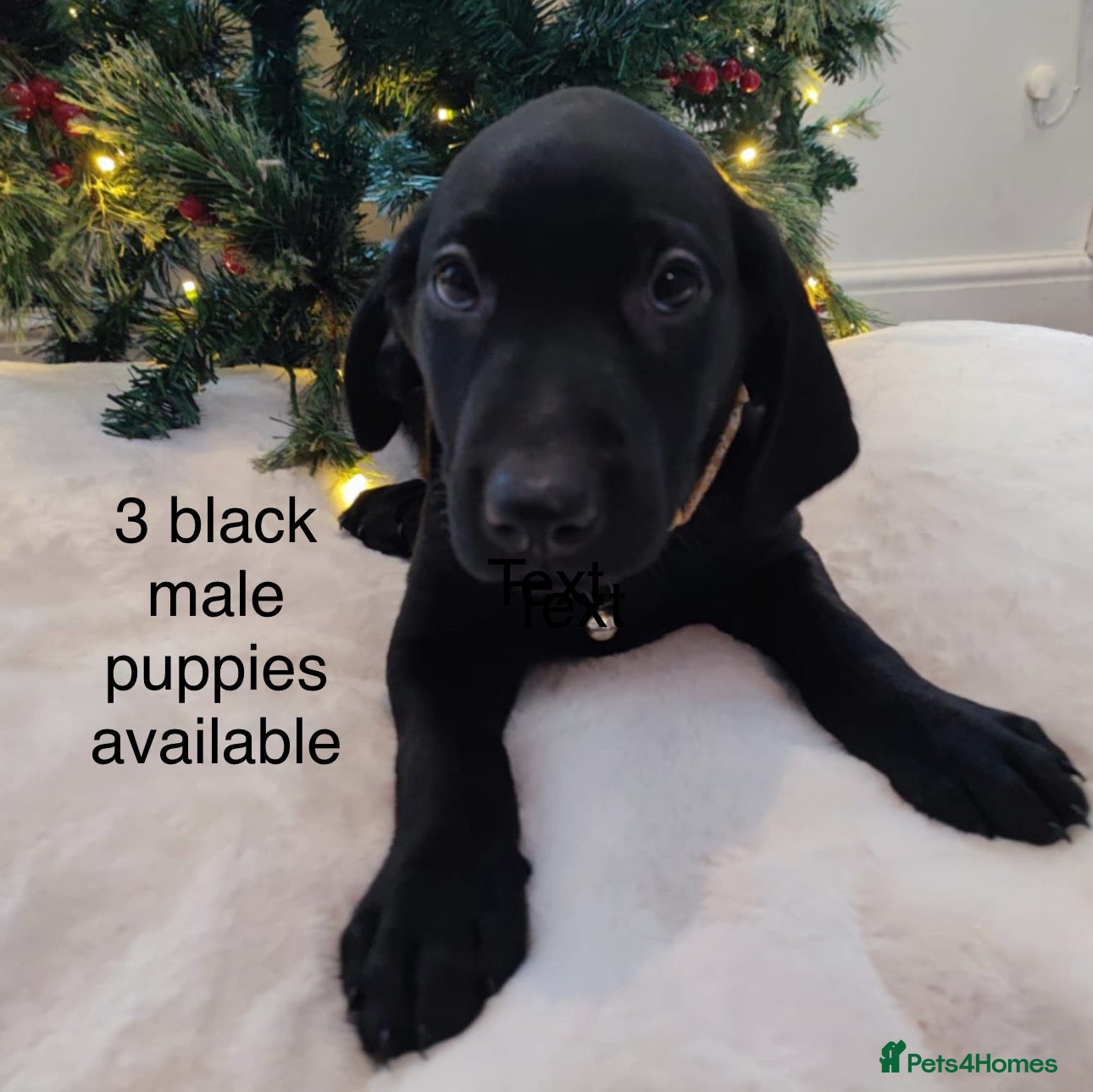 Labrador Retriever dogs Fully Health Tested Outstanding KC Reg Puppies - Advert 3
