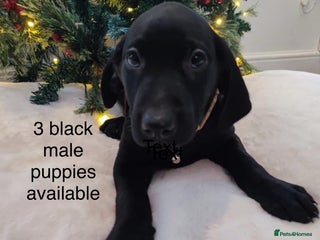 Labrador Retriever dogs Fully Health Tested Outstanding KC Reg Puppies - Advert 3