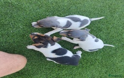 Jack Russell dogs for sale: Jack russell pups  - Image 2