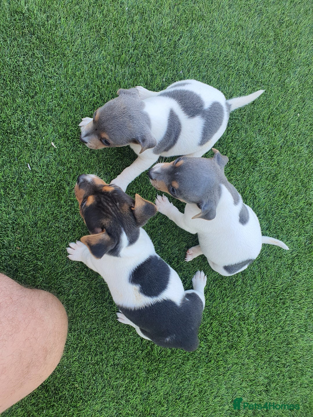 Jack Russell dogs for sale: Jack russell pups  - Image 2