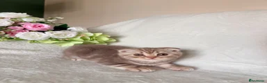 Scottish Fold 2