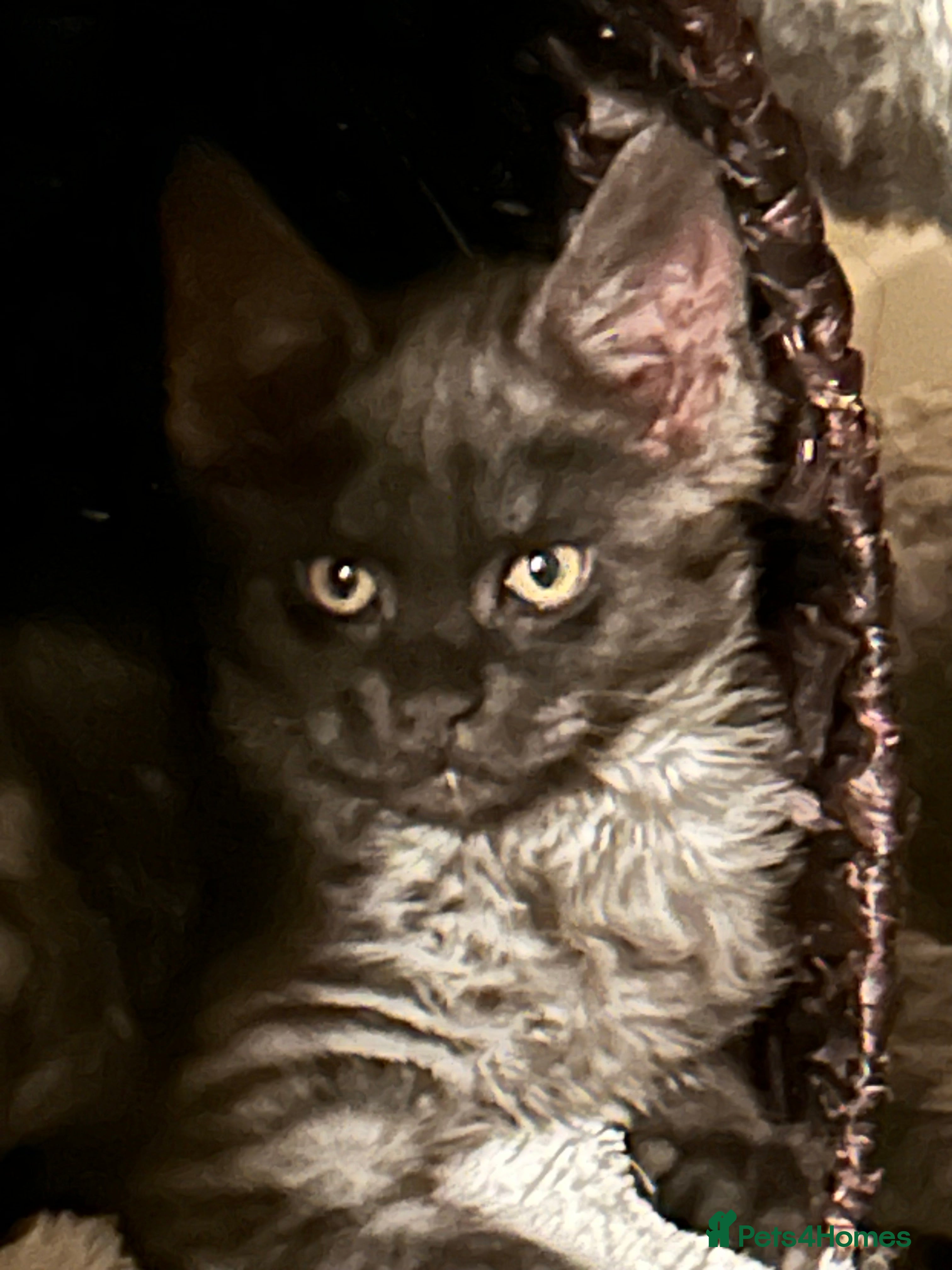 Maine Coon cats  4 BEAUTIFUL MAINECOON RUSSIAN LINE KITTENS LEFT  - Advert 18